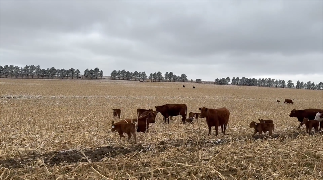 HP307A5 1 iron – Uniform – 1000 lb – Red Angus heifer pairs!